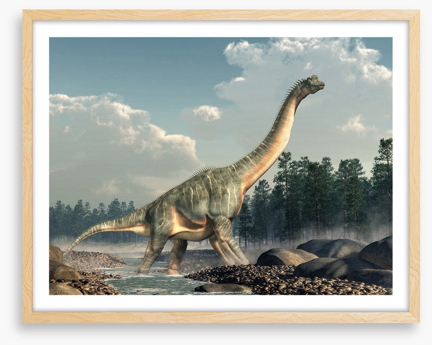 Brachiosaurus roam
