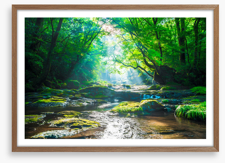 Forest river rays