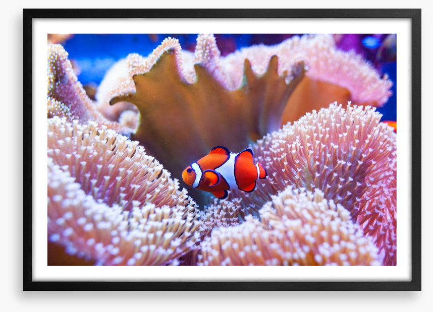 Coral clown