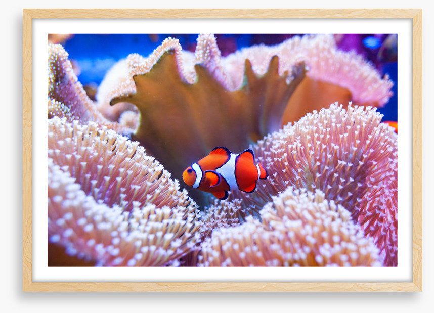 Coral clown