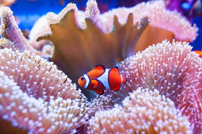 Coral clown