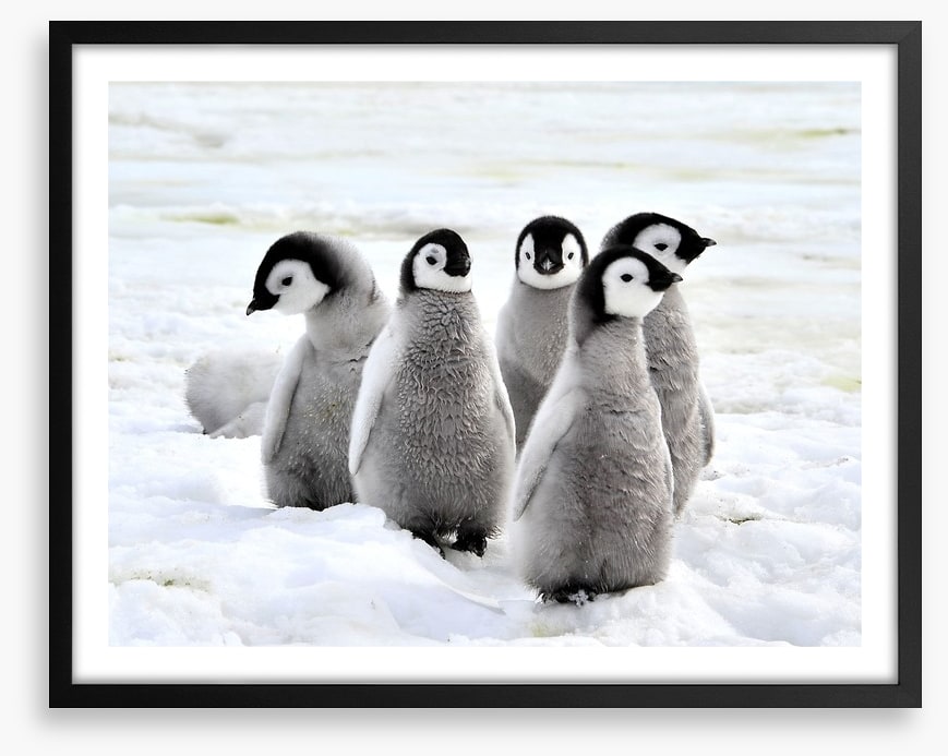 Penguin playdate