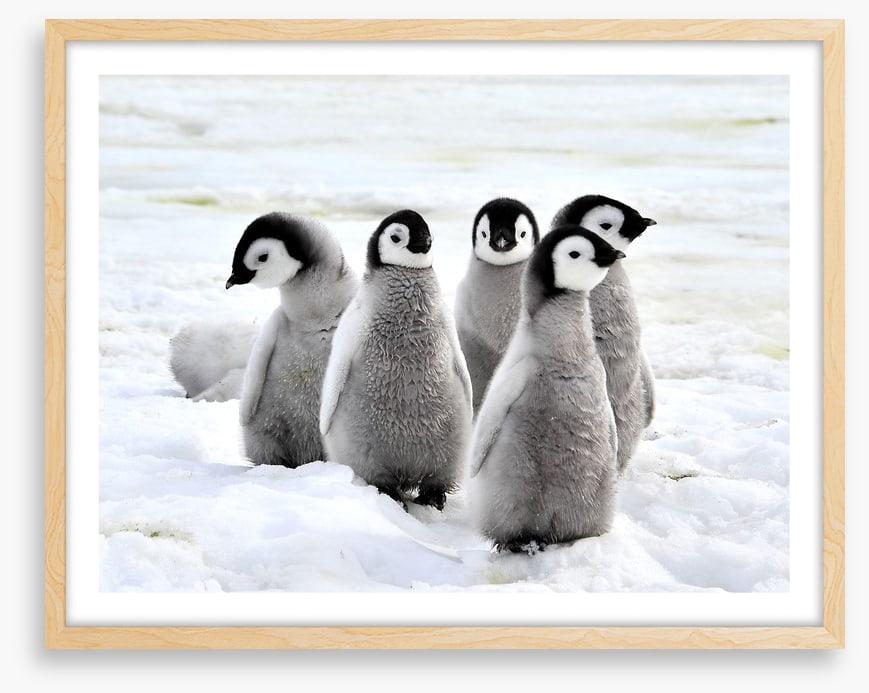 Penguin playdate