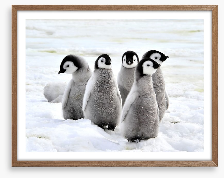 Penguin playdate