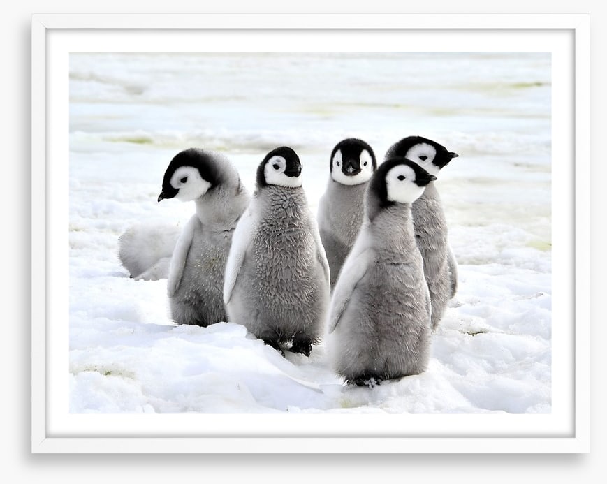 Penguin playdate