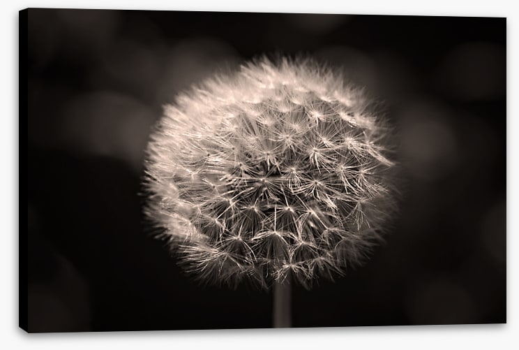 Before the breeze