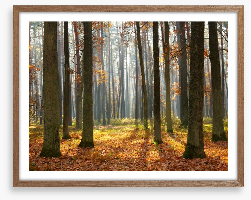 Fall forest sunshine