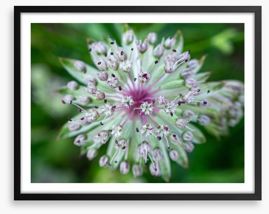 Baffling bloom 1