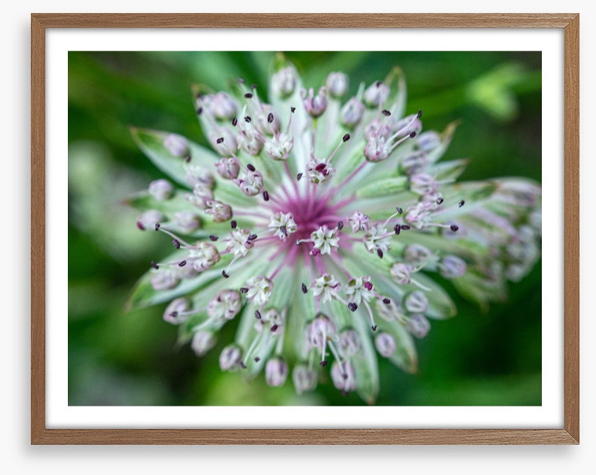 Baffling bloom 1