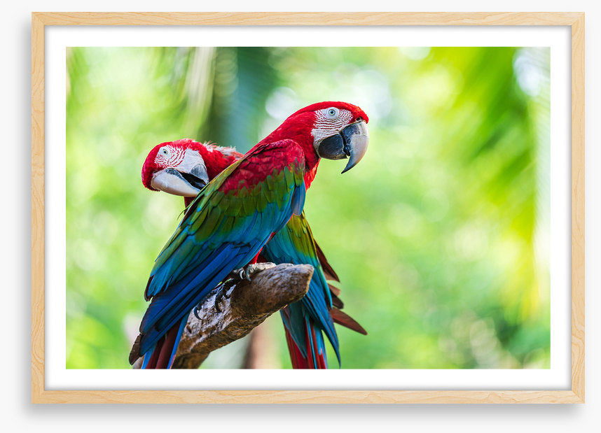 Birds