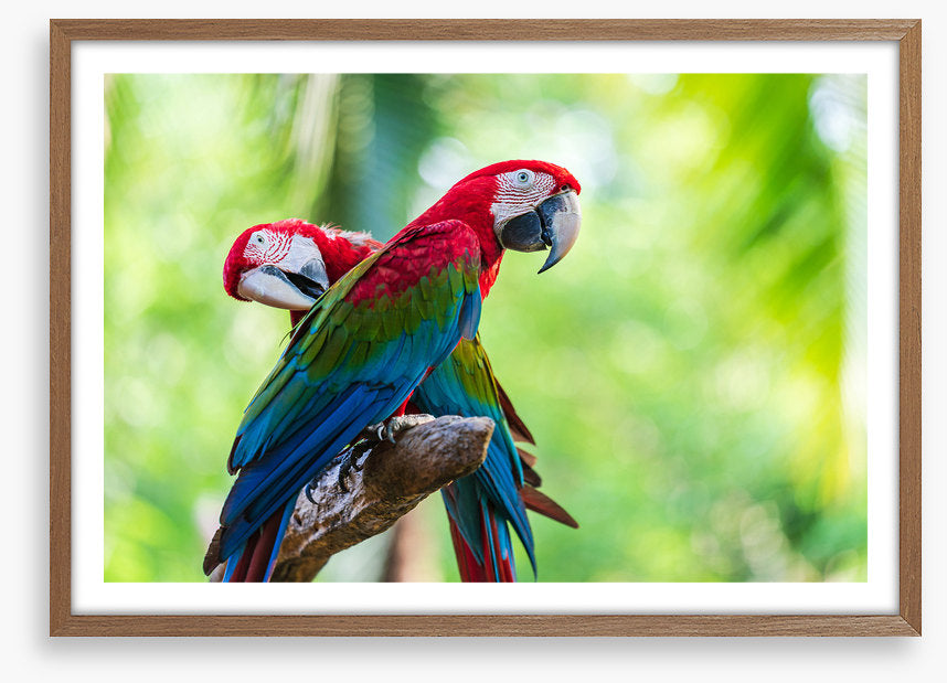 Birds
