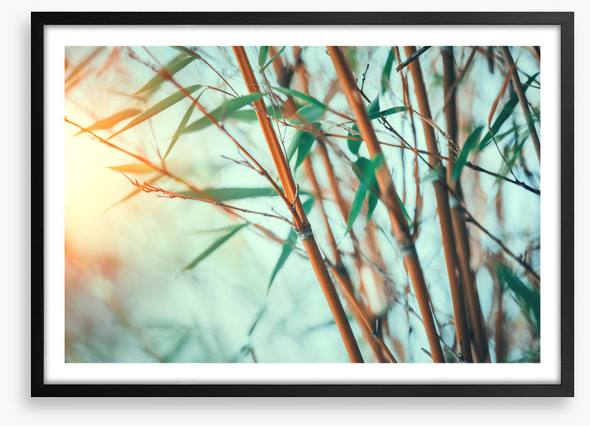 Bamboo breeze