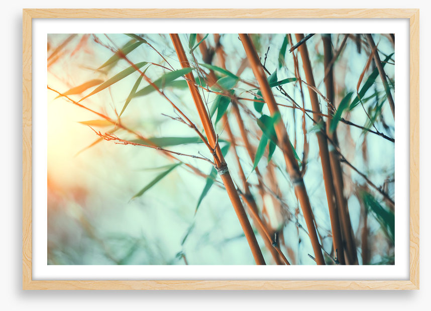 Bamboo breeze