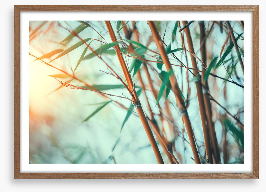 Bamboo breeze