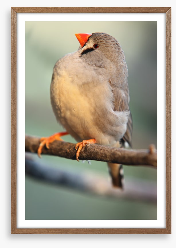 Fluffy finch