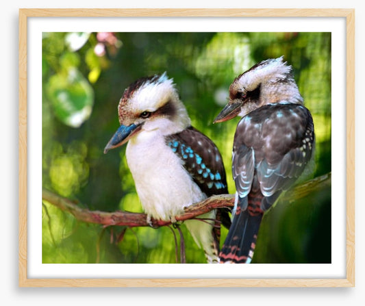 Kookaburra couple