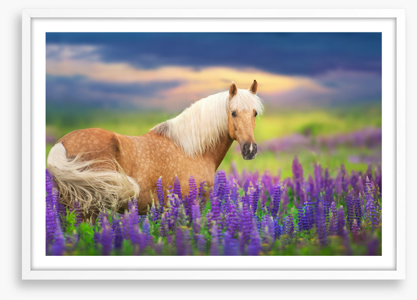 Purple lupine palomino