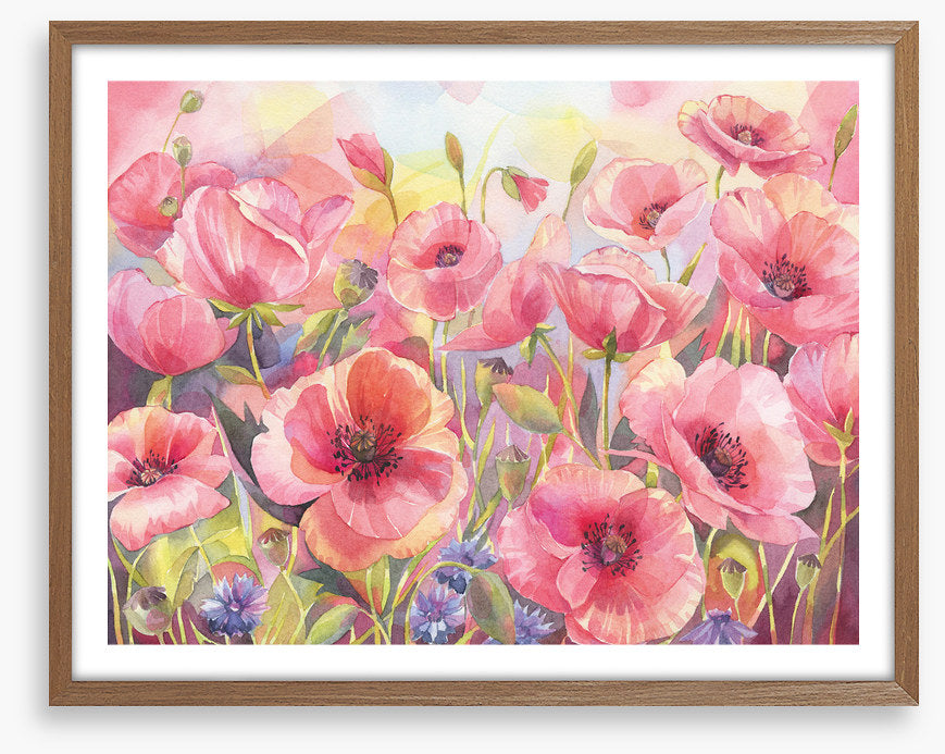 Pink poppy sunshine