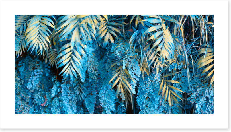 Leaves