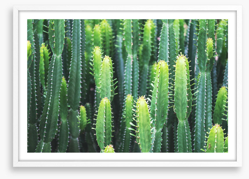 Leaves