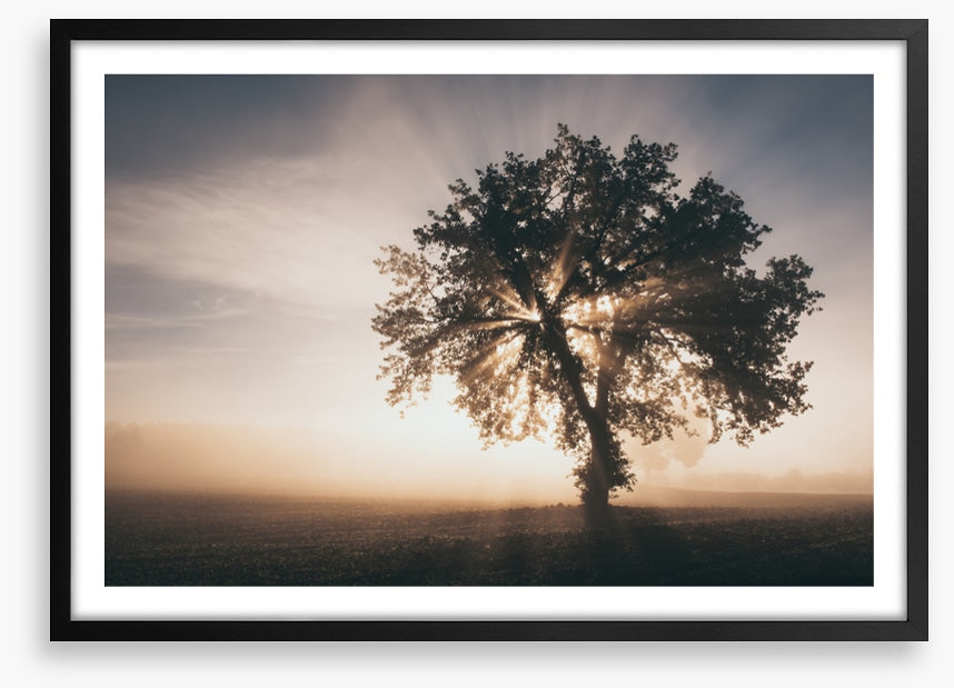 Trees