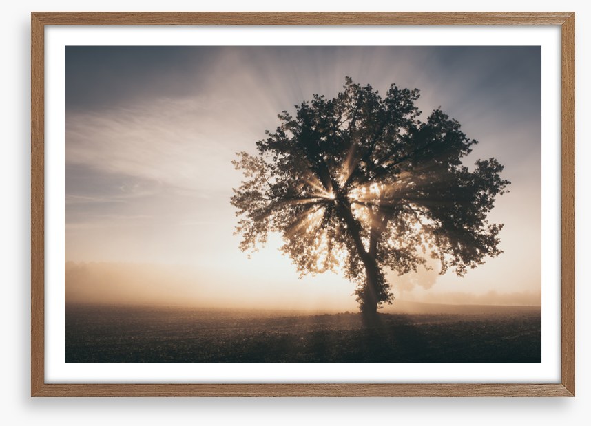 Trees