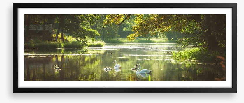 River swans panorama