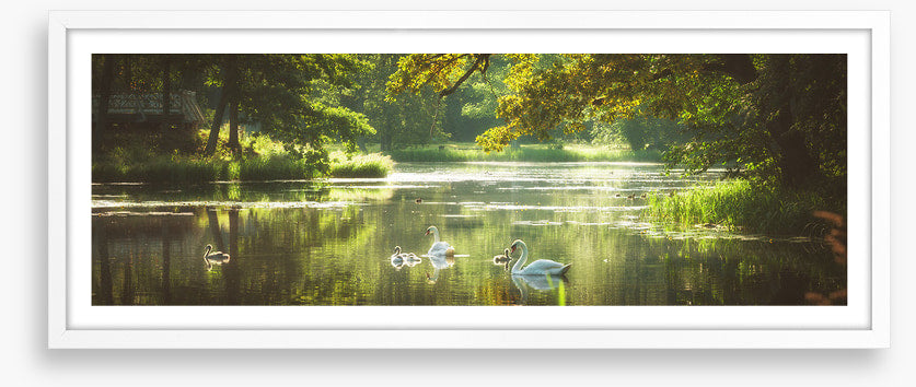 River swans panorama