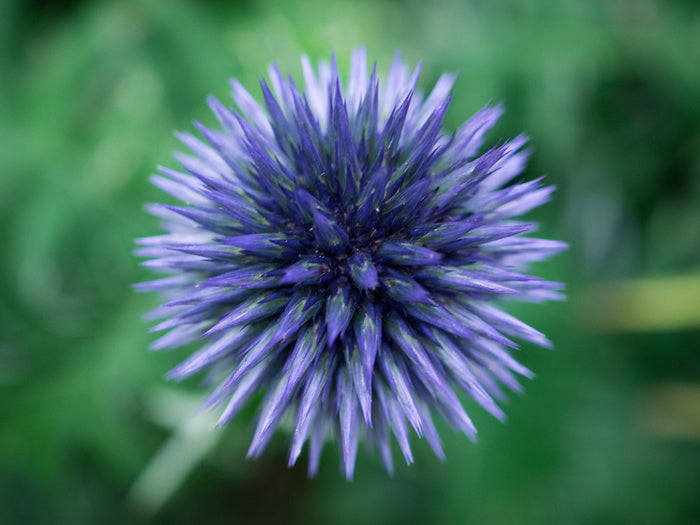 Baffling bloom 3