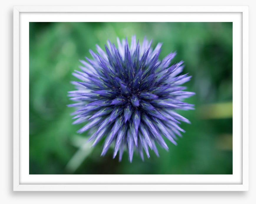 Baffling bloom 3
