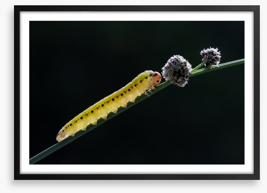 Insects