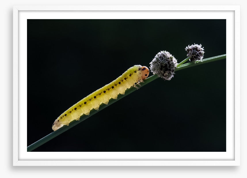 Insects