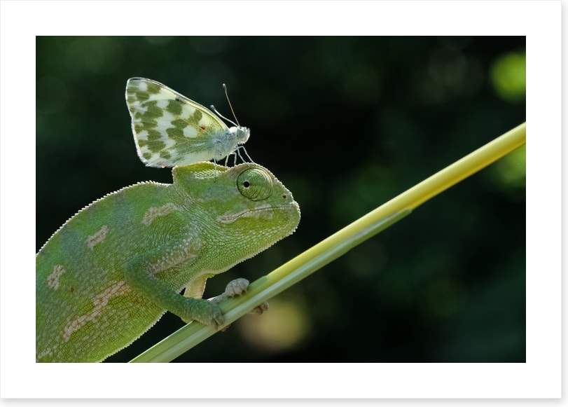 Reptiles / Amphibian