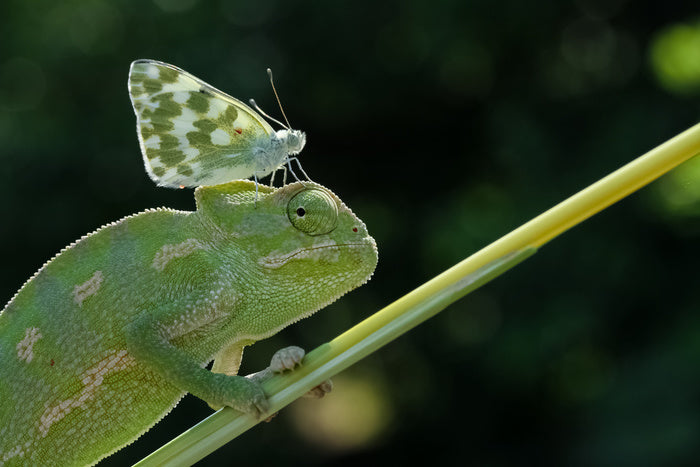 Reptiles / Amphibian