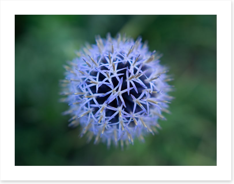 Baffling bloom 2