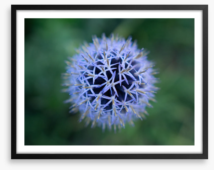 Baffling bloom 2