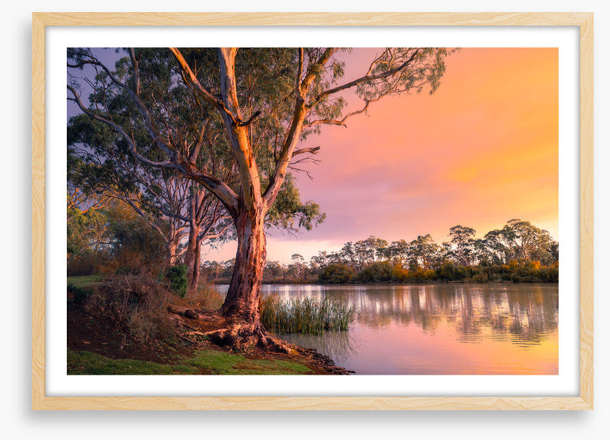 River gum sunset