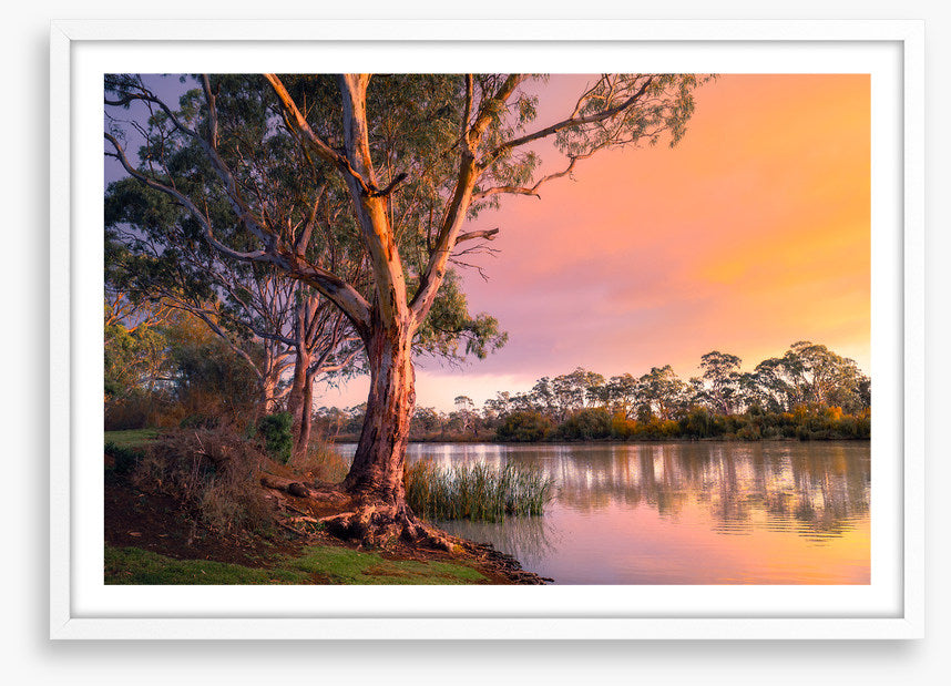 River gum sunset
