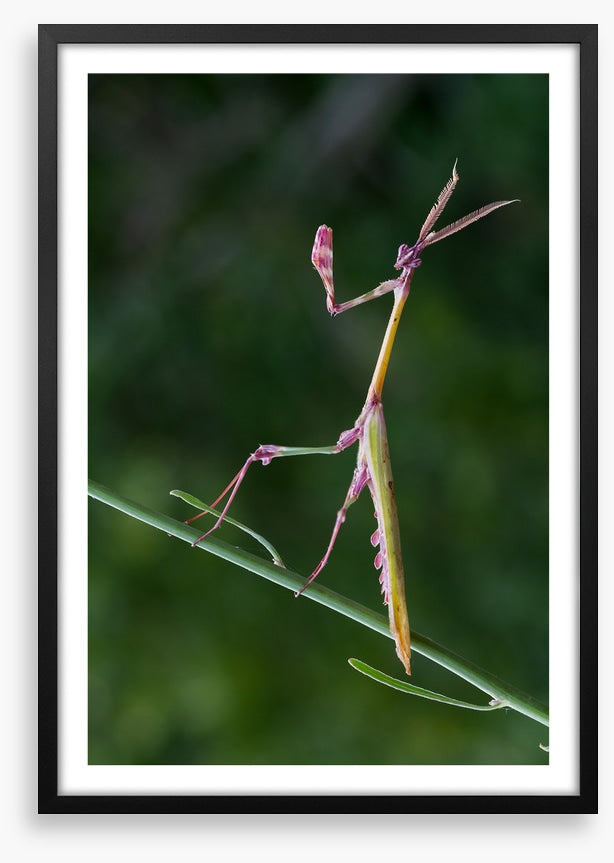 Insects