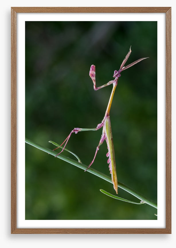 Insects