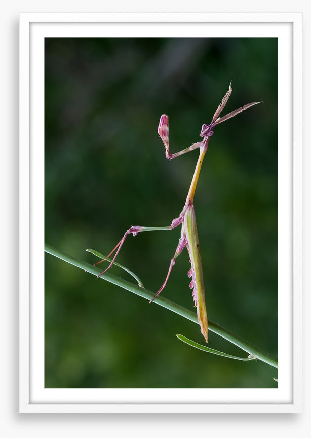 Insects