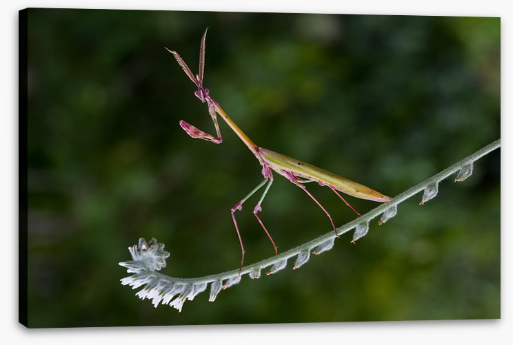 Insects