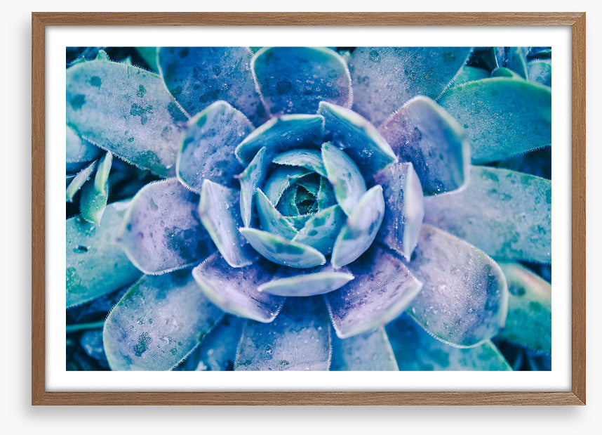Succulent dew
