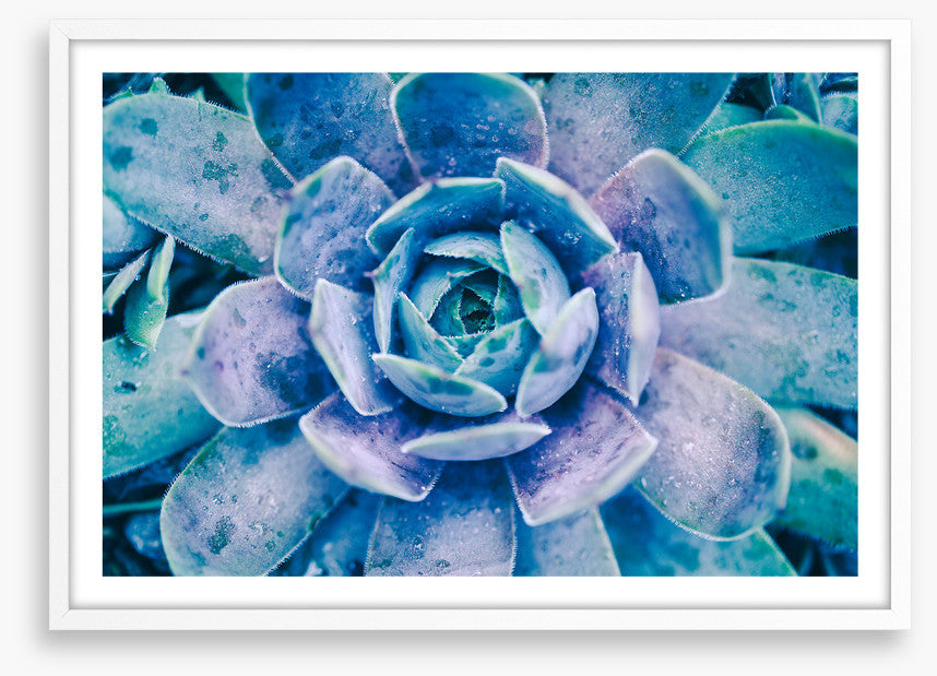Succulent dew