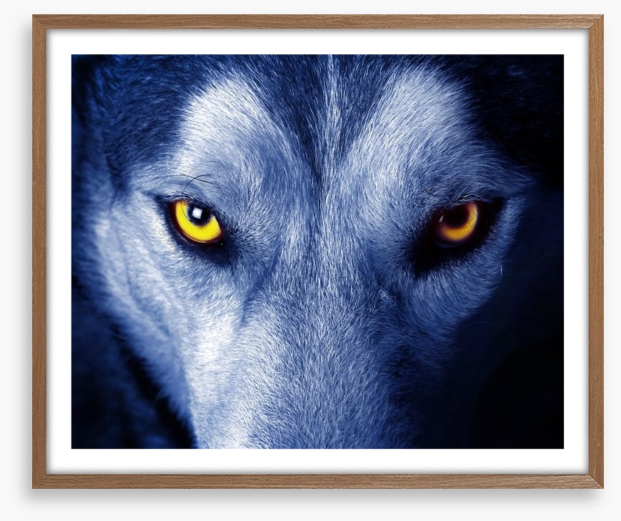 Wild wild wolf