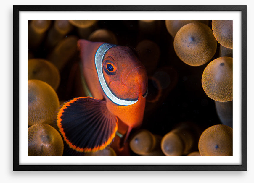 Anemone hideout