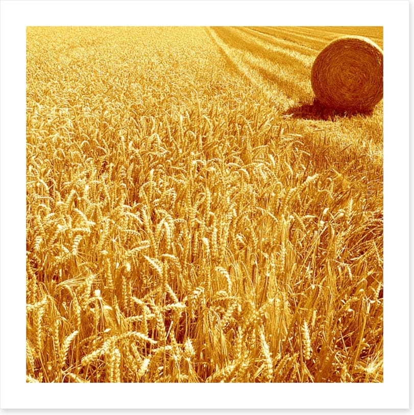 Golden harvest