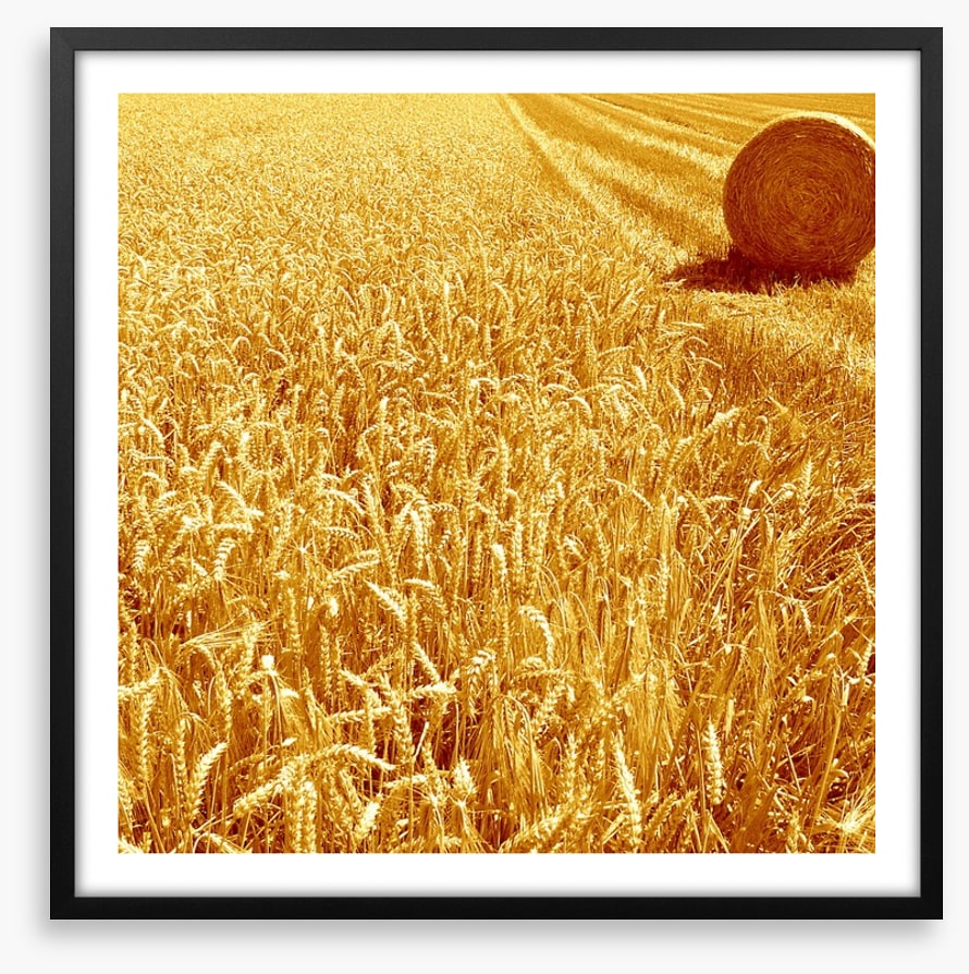 Golden harvest