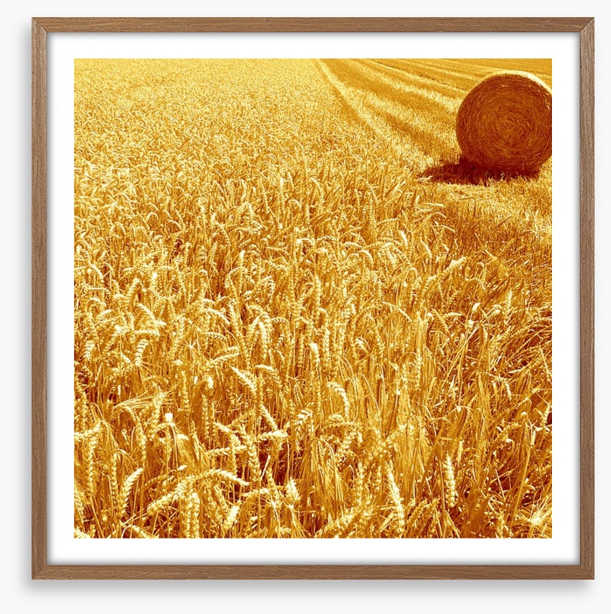 Golden harvest