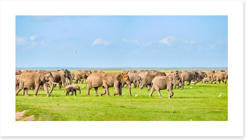 Africa